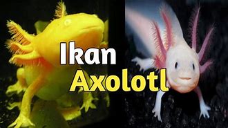 Harga Ikan Axolotl